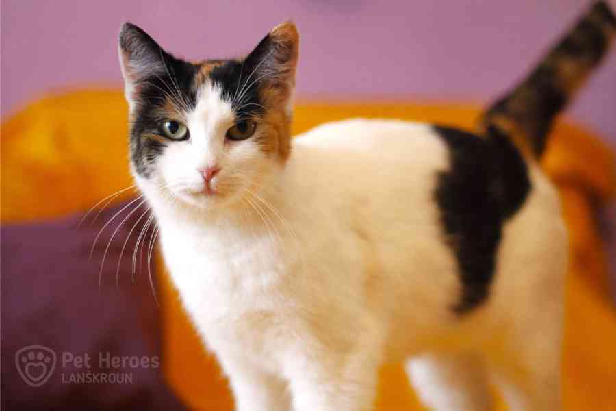 Palačinka ❤ tříbarevná kočičí kráska ❤ - foto 3