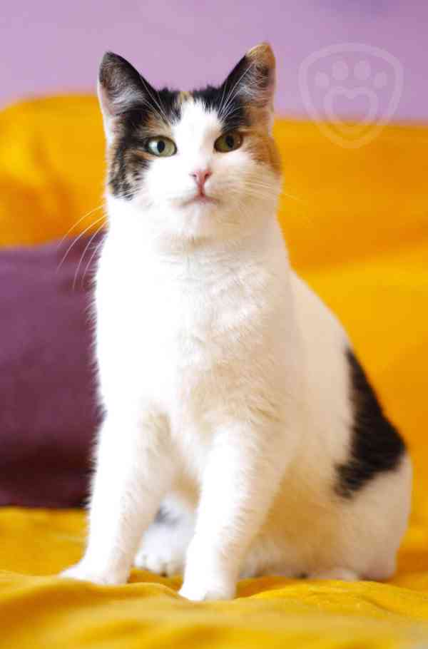 Palačinka ❤ tříbarevná kočičí kráska ❤ - foto 5