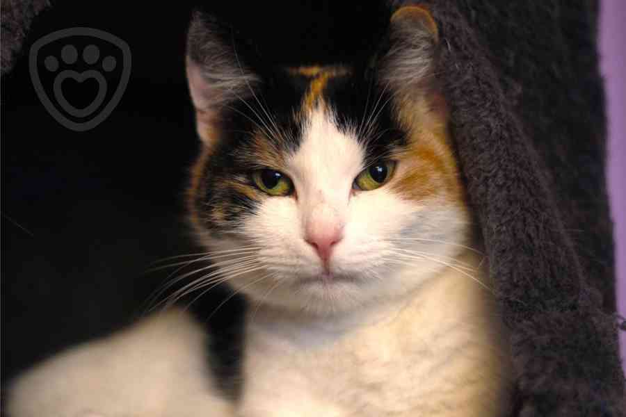 Palačinka ❤ tříbarevná kočičí kráska ❤ - foto 2