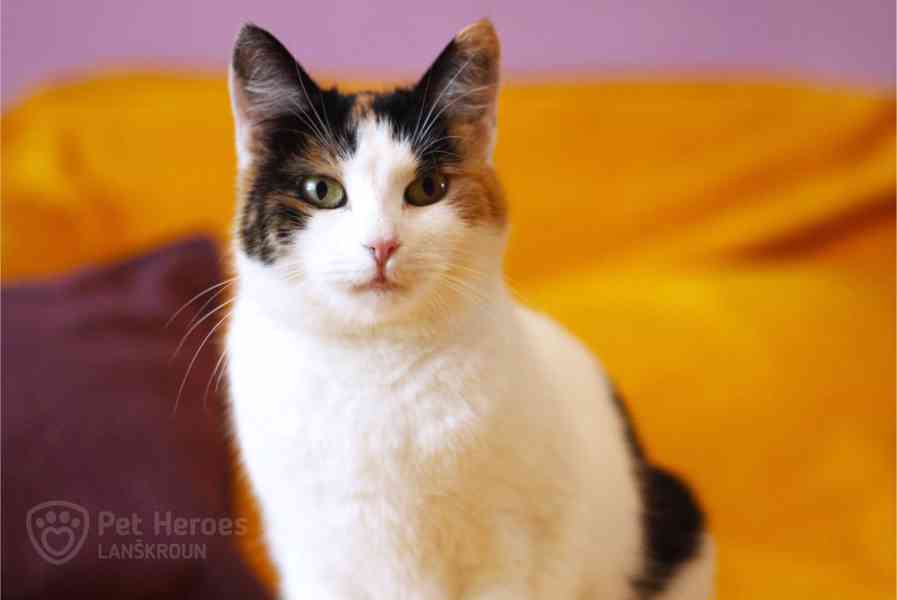 Palačinka ❤ tříbarevná kočičí kráska ❤ - foto 1