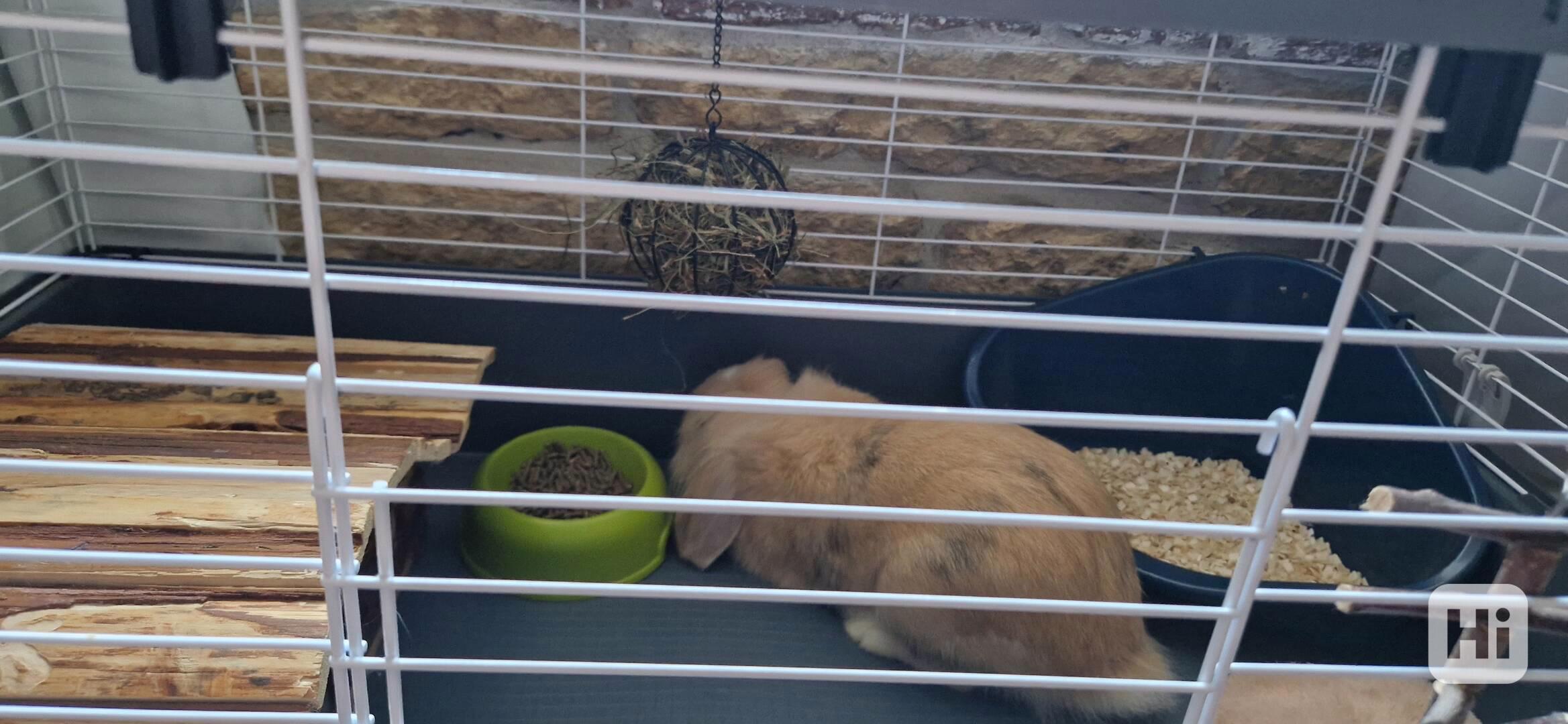Zakrslý králík Beránek  - foto 1