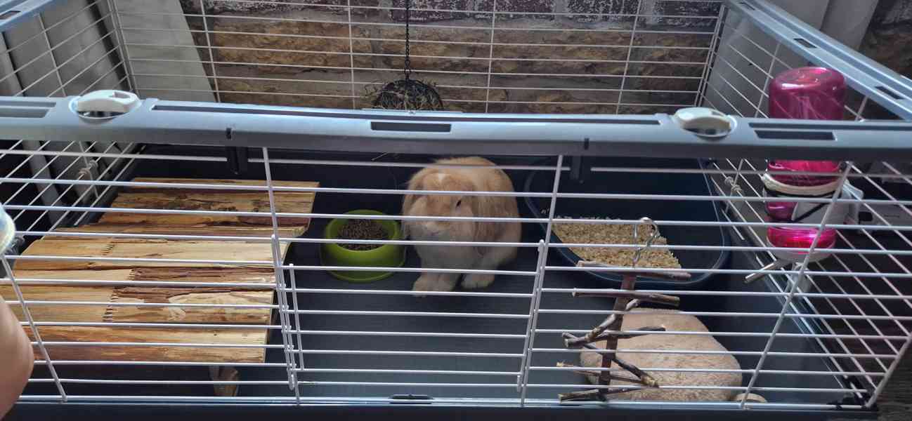Zakrslý králík Beránek  - foto 3
