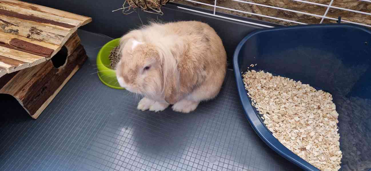 Zakrslý králík Beránek  - foto 2