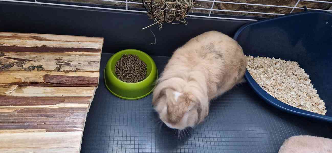 Zakrslý králík Beránek  - foto 5