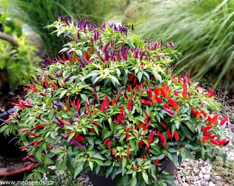 Sazenice Chilli Sangria Ornamental - foto 1