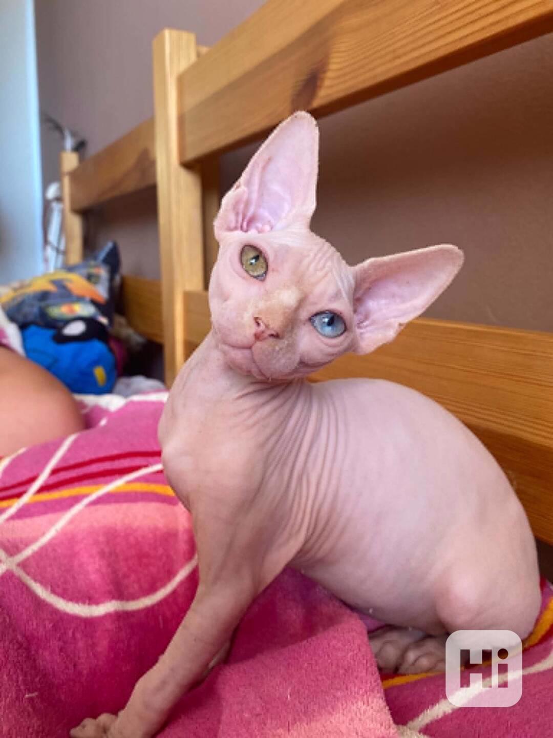 SPHYNX bez PP - foto 1
