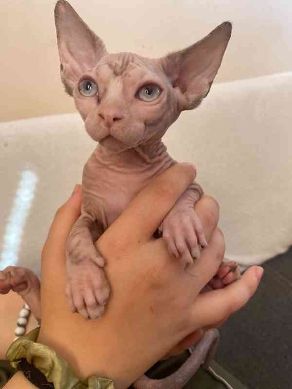 SPHYNX bez PP - foto 2