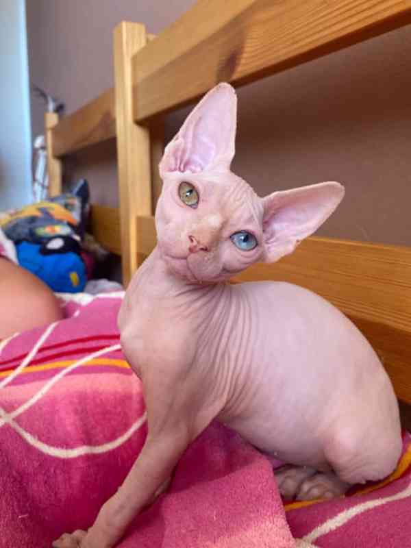 SPHYNX bez PP - foto 1