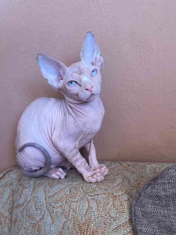 SPHYNX bez PP - foto 3