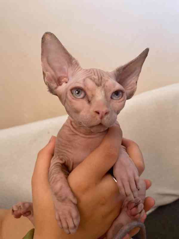 SPHYNX bez PP - foto 5