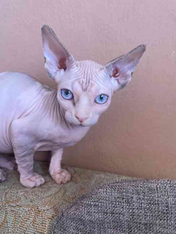 SPHYNX bez PP - foto 6