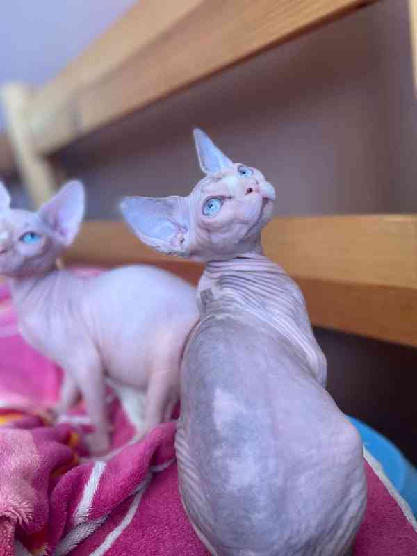 SPHYNX bez PP - foto 7