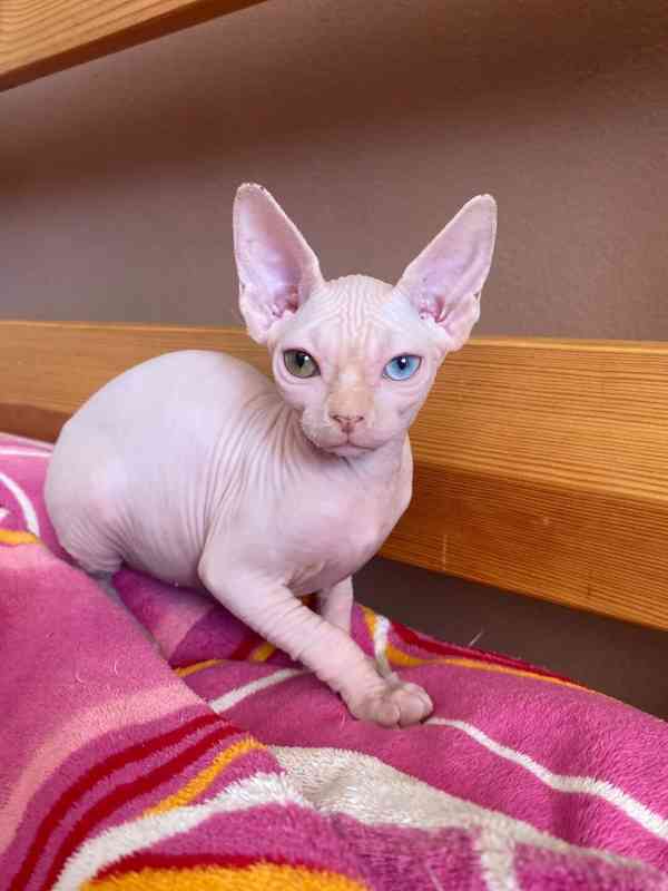 SPHYNX bez PP - foto 8