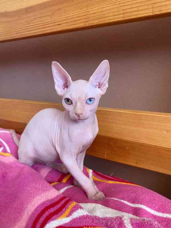 SPHYNX bez PP - foto 4