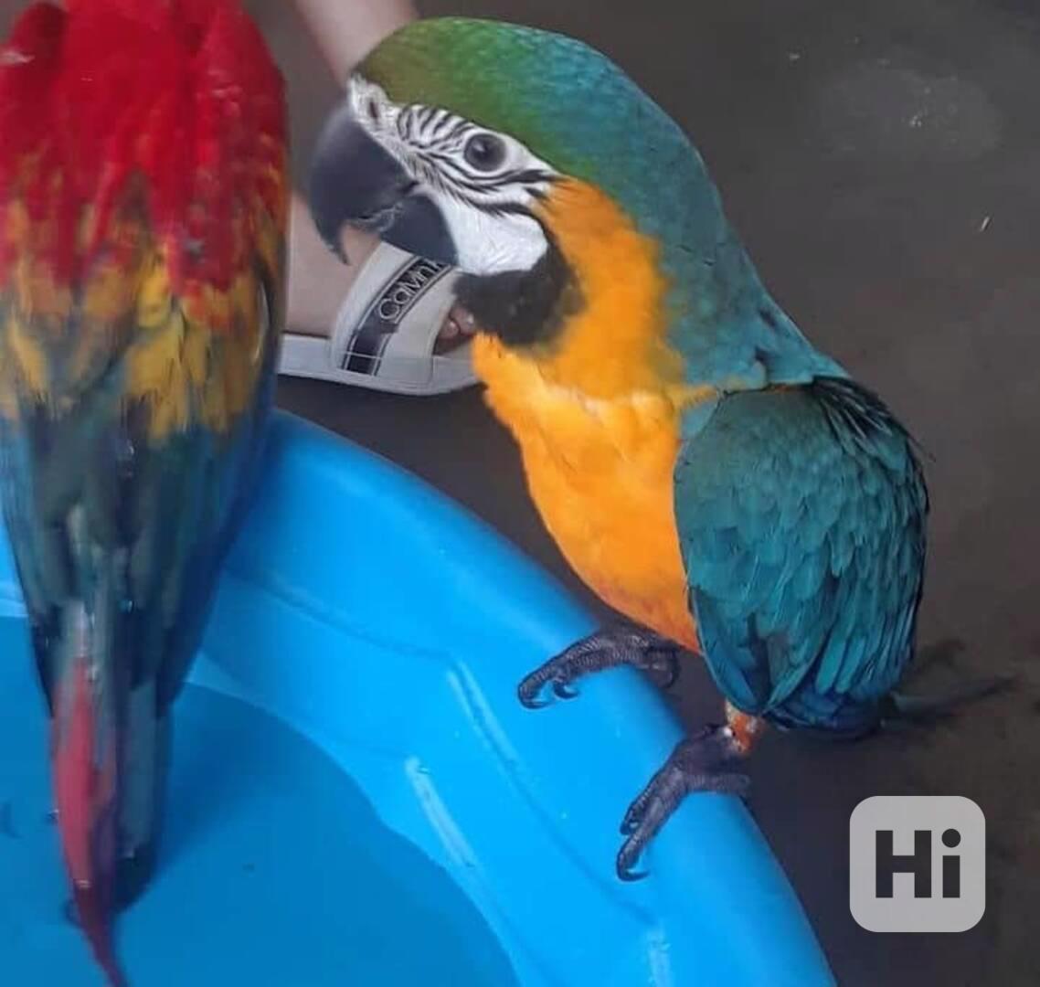 Prodej papouška ara - foto 1