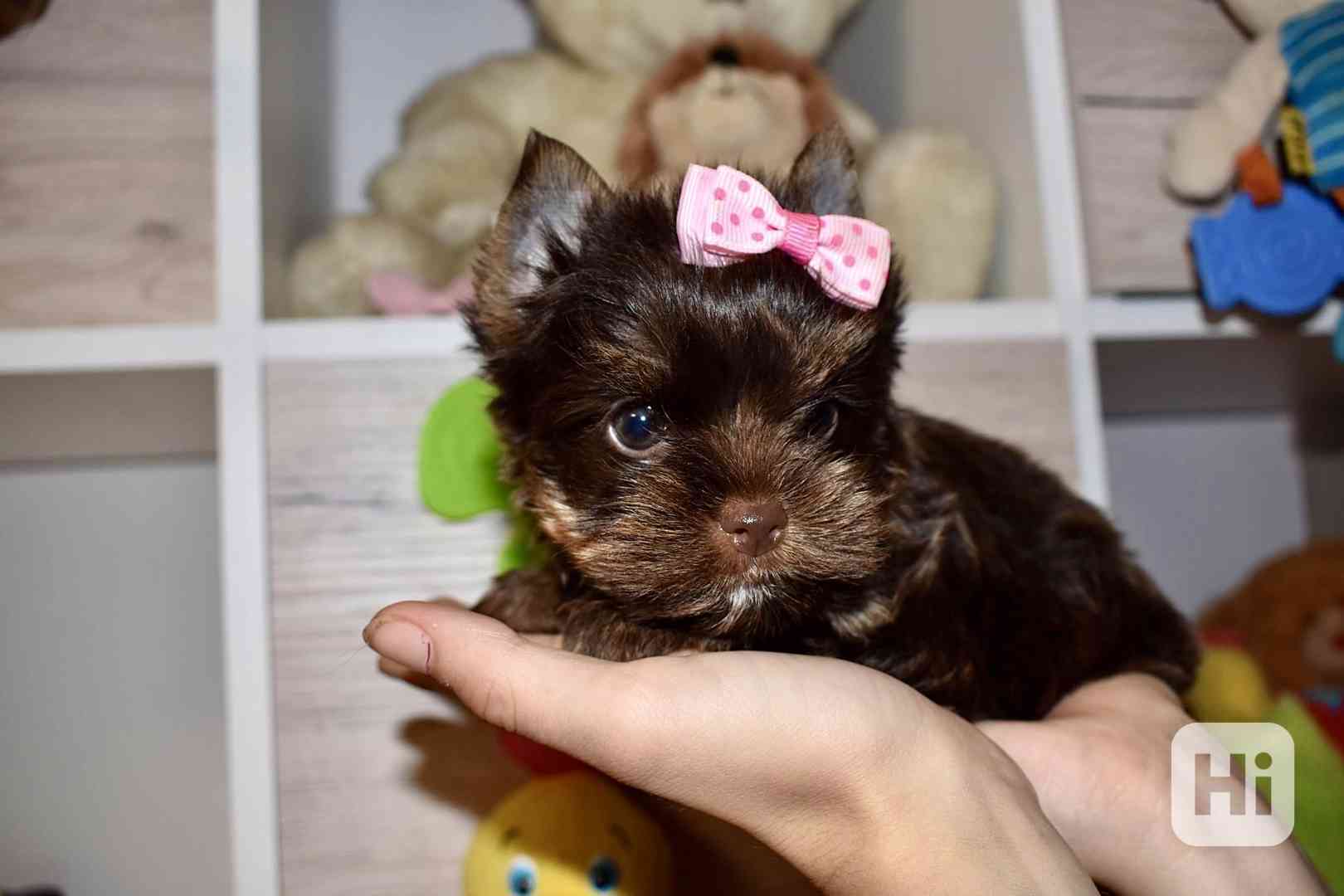 Čokoládový Jorkšírský teriér Holčička  - foto 1