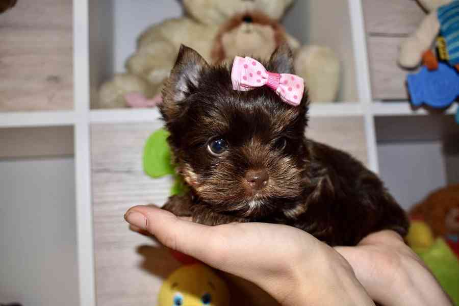 Čokoládový Jorkšírský teriér Holčička  - foto 1