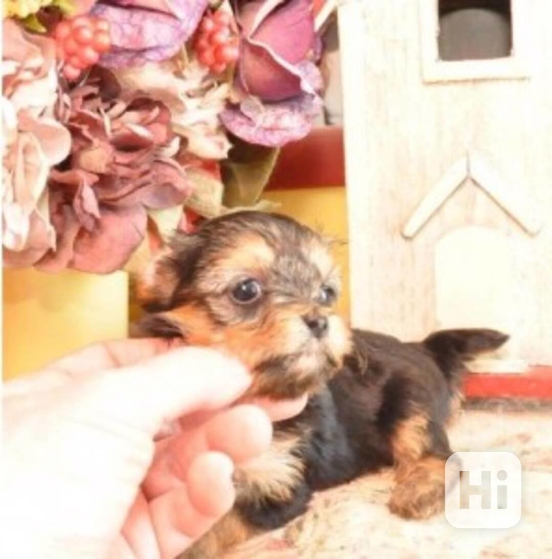 Pretty Yorkie Puppies For Sale   Well socialized and already - foto 1
