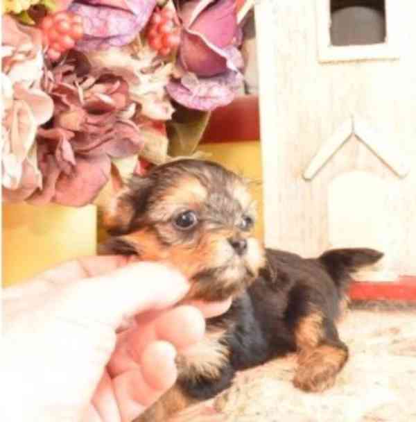 Pretty Yorkie Puppies For Sale Well socialized and already - foto 1