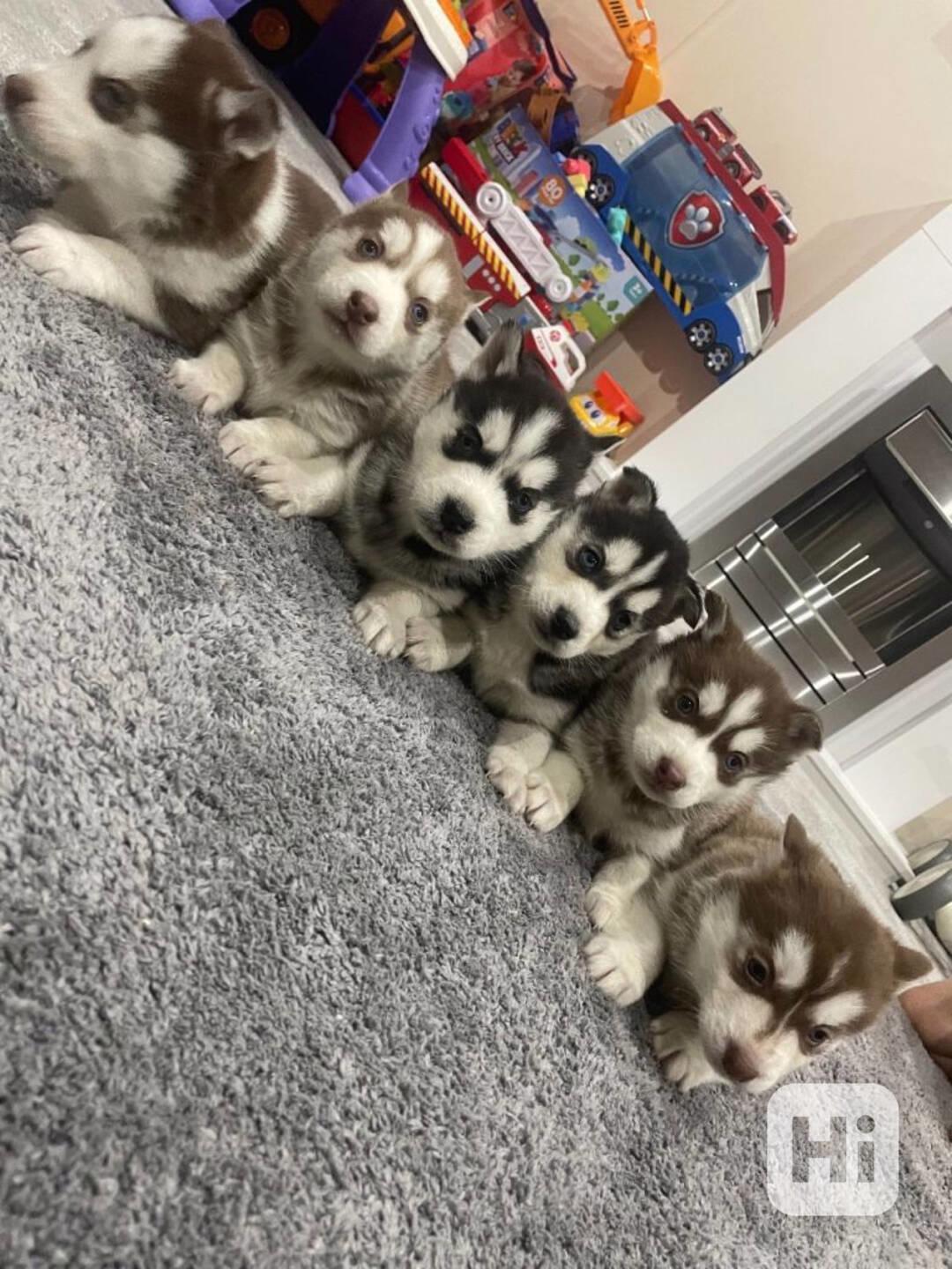 Sibiřská husky štěňátka bez PP - foto 1