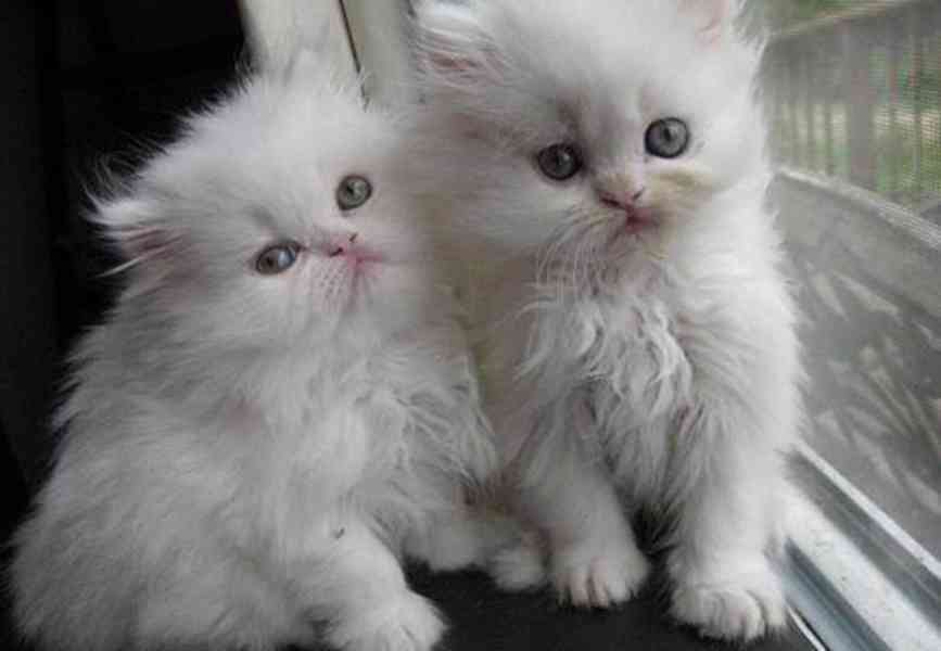 Perská koťata - foto 1