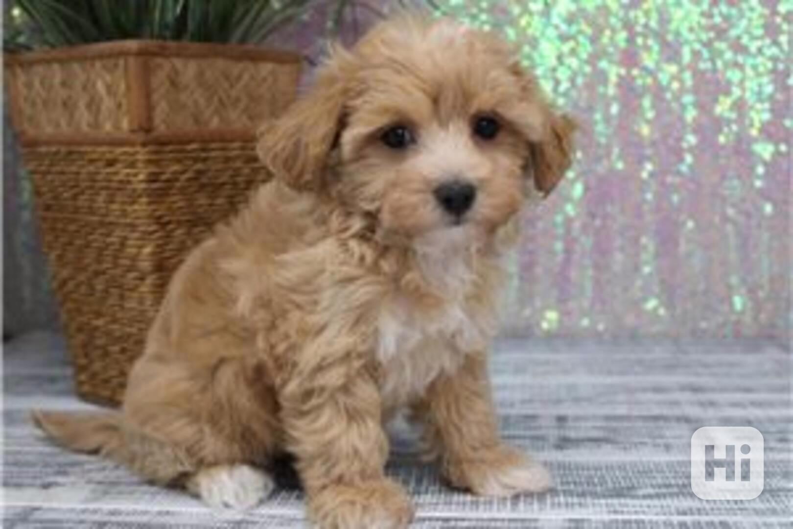 Štěňata maltipoo připravena do nového domova Štěňata maltipo - foto 1