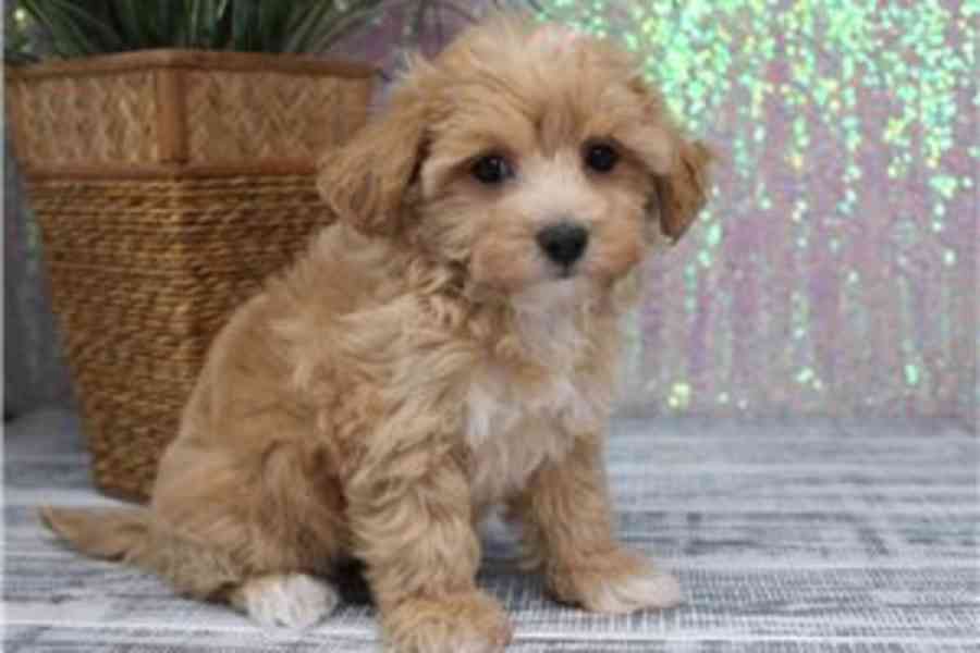 Štěňata maltipoo připravena do nového domova Štěňata maltipo