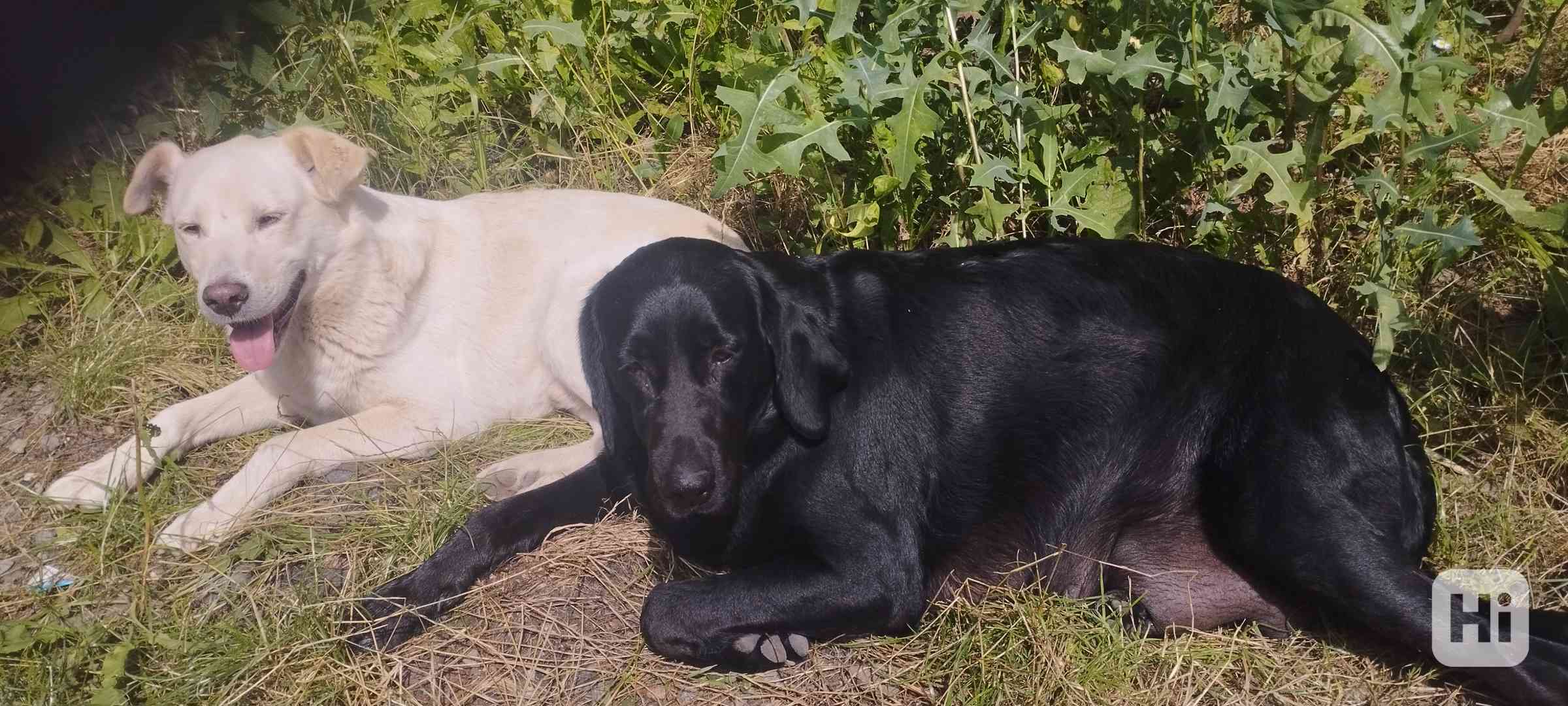 Štěňátka  - foto 1