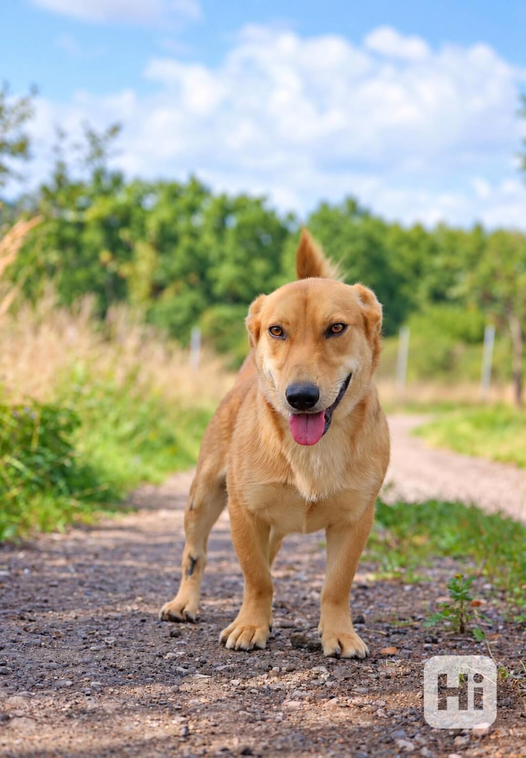 MAXÍK - 15 kg, kastrovaný psík 2 roky  - foto 1
