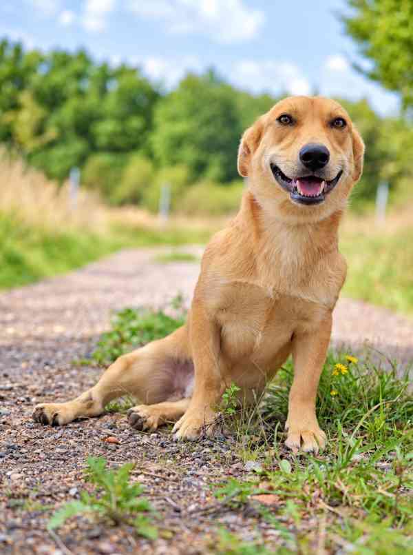 MAXÍK - 15 kg, kastrovaný psík 2 roky  - foto 5