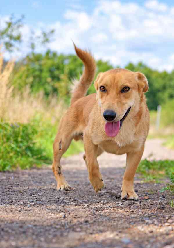 MAXÍK - 15 kg, kastrovaný psík 2 roky  - foto 4