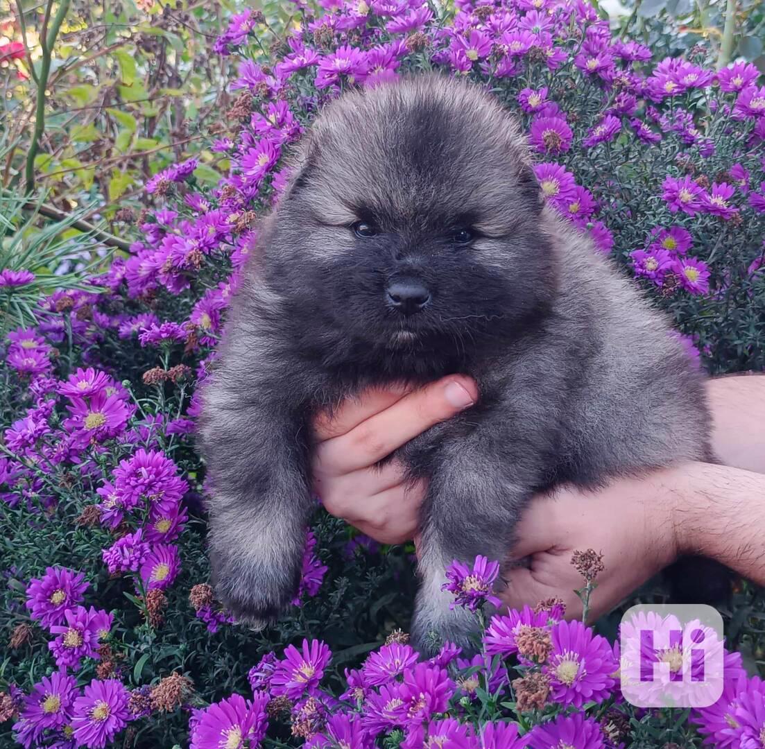 Německý špic vlčí / keeshond prodám krásná štěňata s PP - foto 1