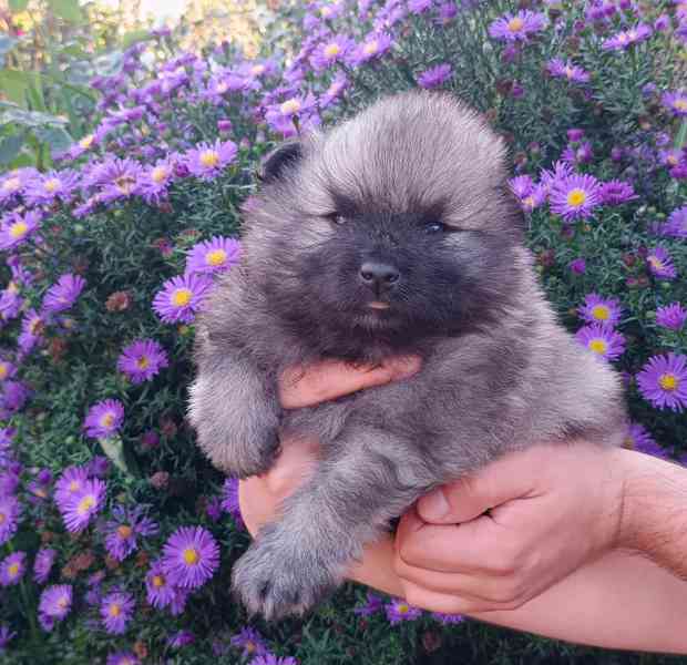 Německý špic vlčí / keeshond prodám krásná štěňata s PP - foto 4