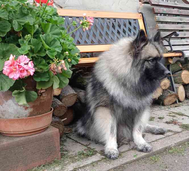 Německý špic vlčí / keeshond prodám krásná štěňata s PP - foto 11