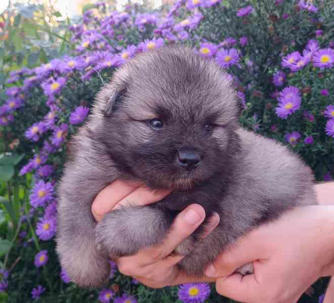 Německý špic vlčí / keeshond prodám krásná štěňata s PP - foto 2