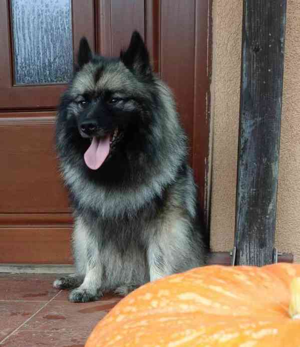 Německý špic vlčí / keeshond prodám krásná štěňata s PP - foto 9