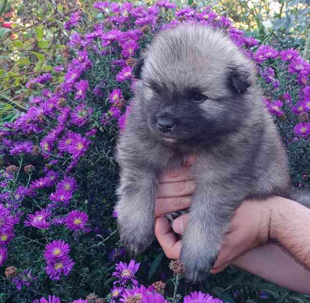 Německý špic vlčí / keeshond prodám krásná štěňata s PP - foto 5