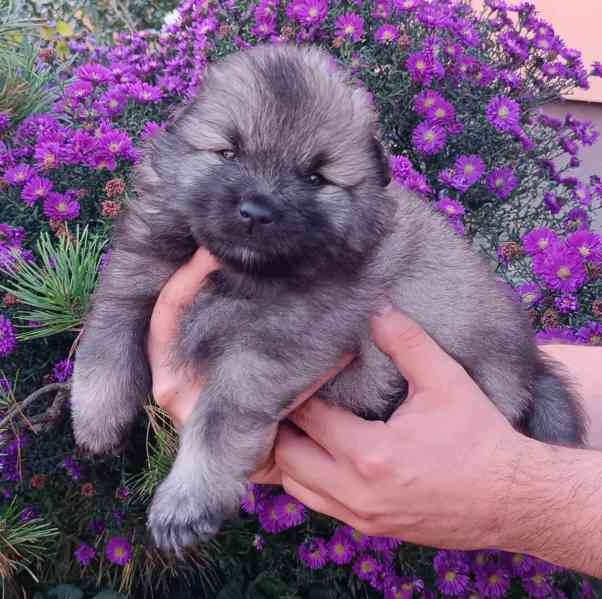 Německý špic vlčí / keeshond prodám krásná štěňata s PP - foto 3