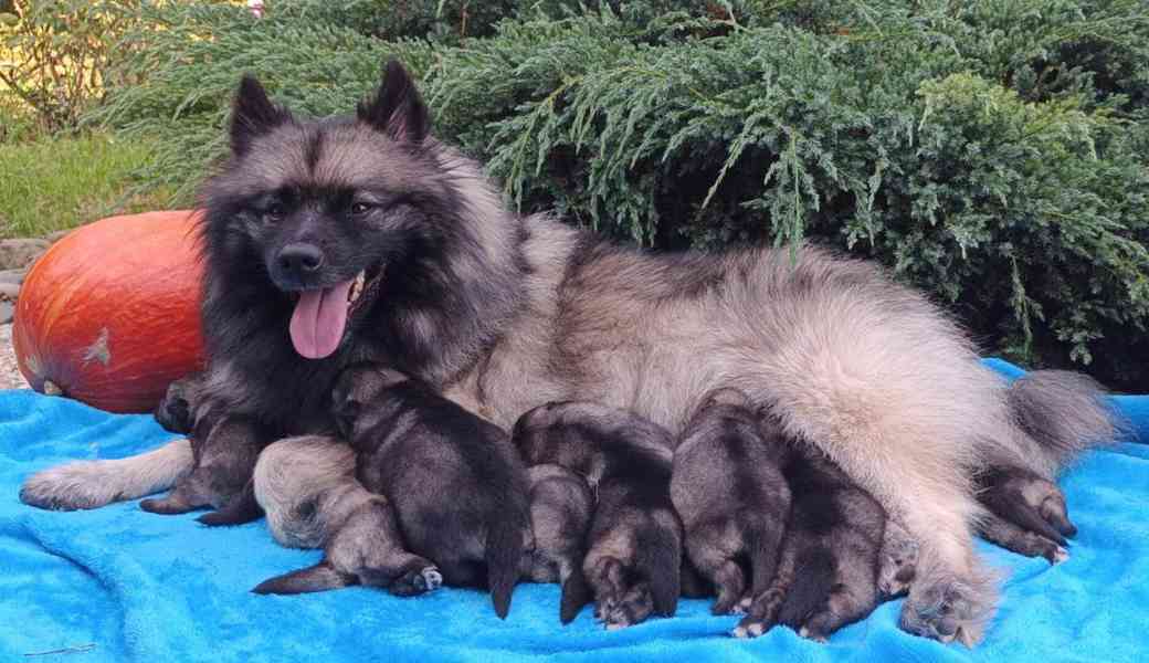 Německý špic vlčí / keeshond prodám krásná štěňata s PP - foto 6