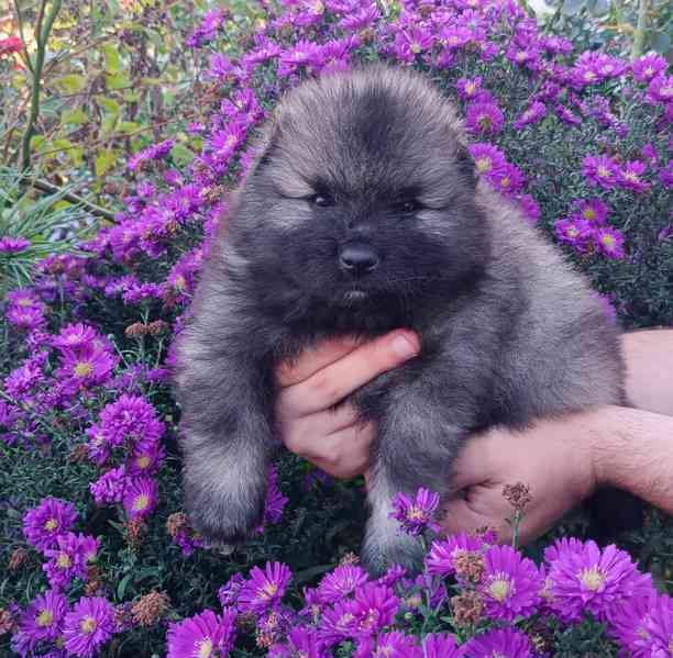 Německý špic vlčí / keeshond prodám krásná štěňata s PP - foto 1