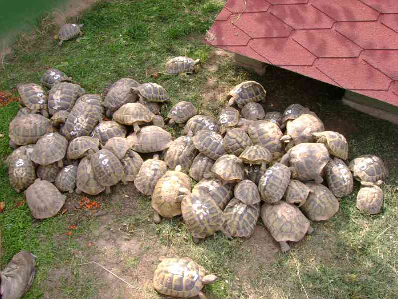 Suchozemské želvy + plně vybavená terária - foto 8
