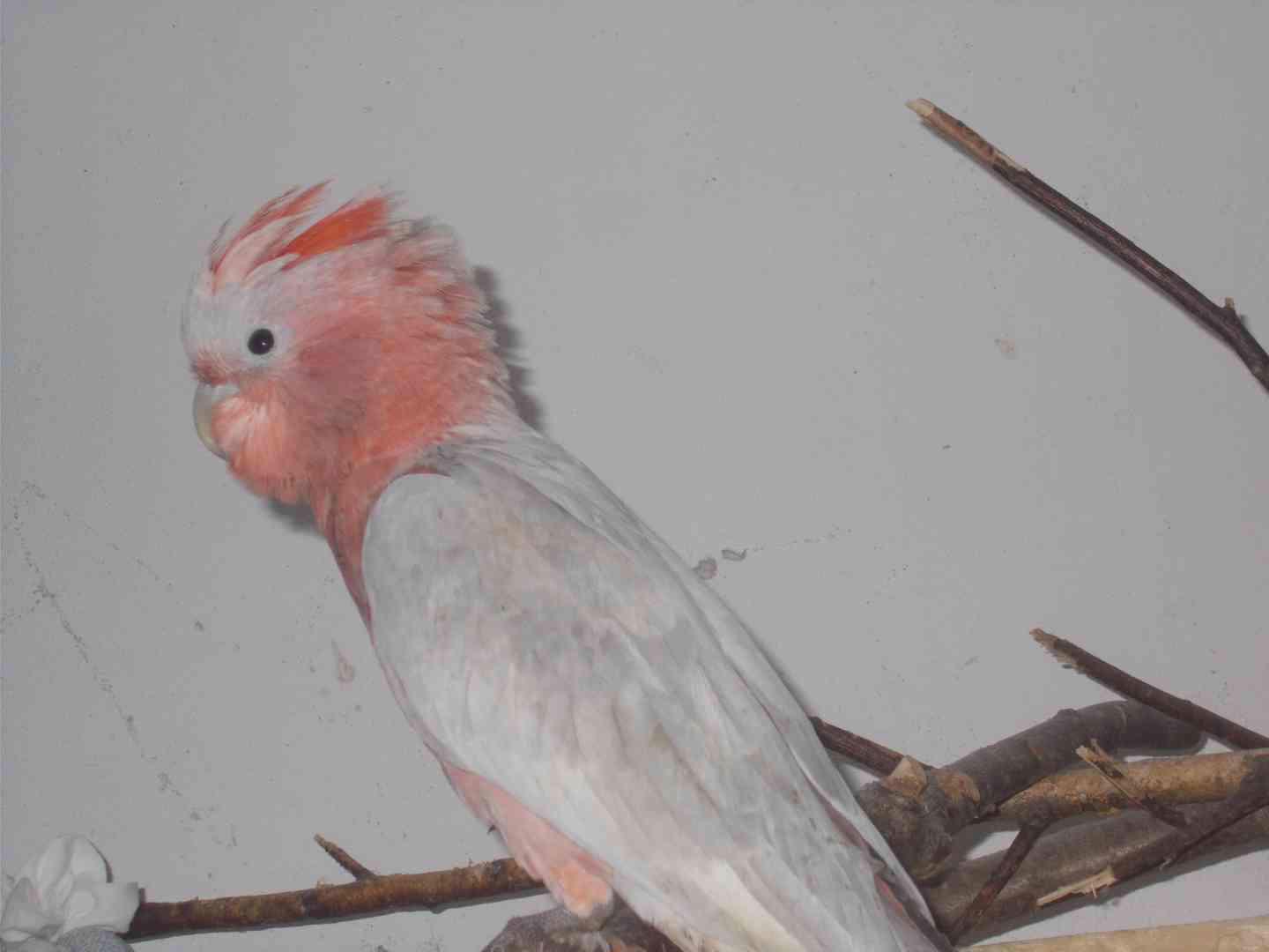  Kříženec kakadu inka -růžový - foto 1