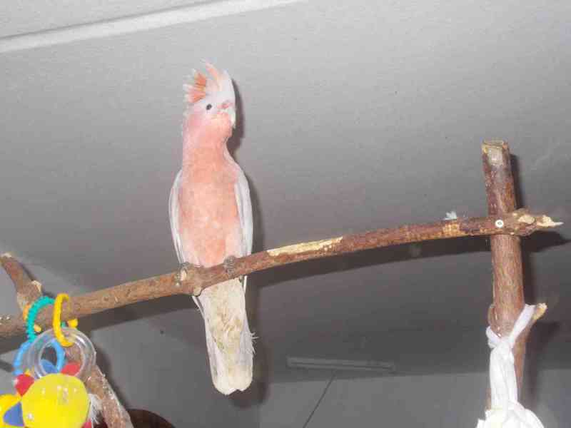  Kříženec kakadu inka -růžový - foto 2