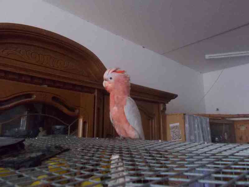  Kříženec kakadu inka -růžový - foto 3