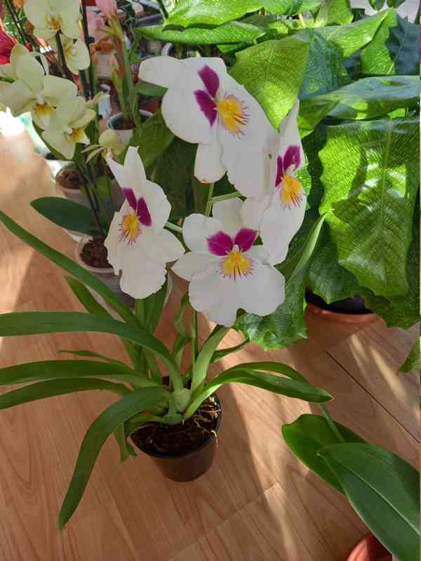 Miltoniopsis - foto 1