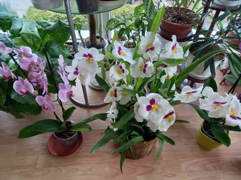 Miltoniopsis - foto 2
