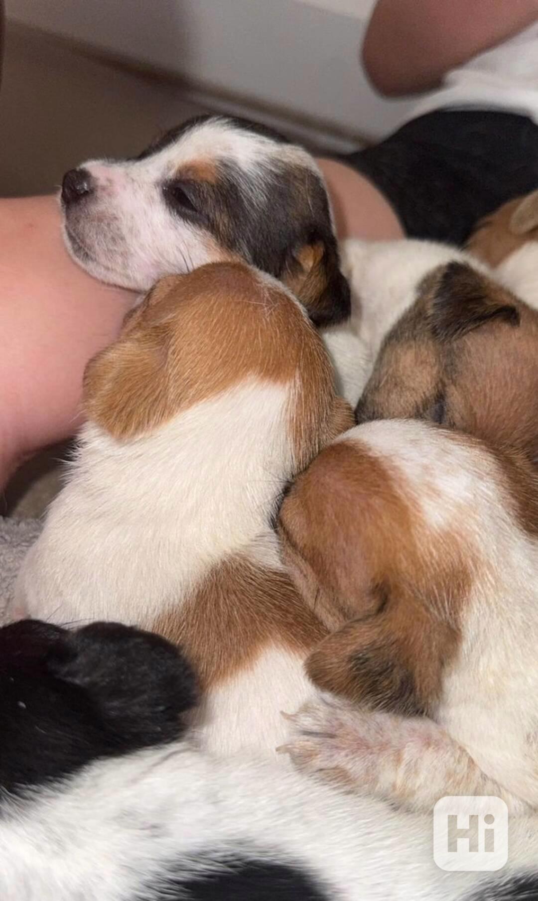 Štěňata jack russella hledají domov - foto 1