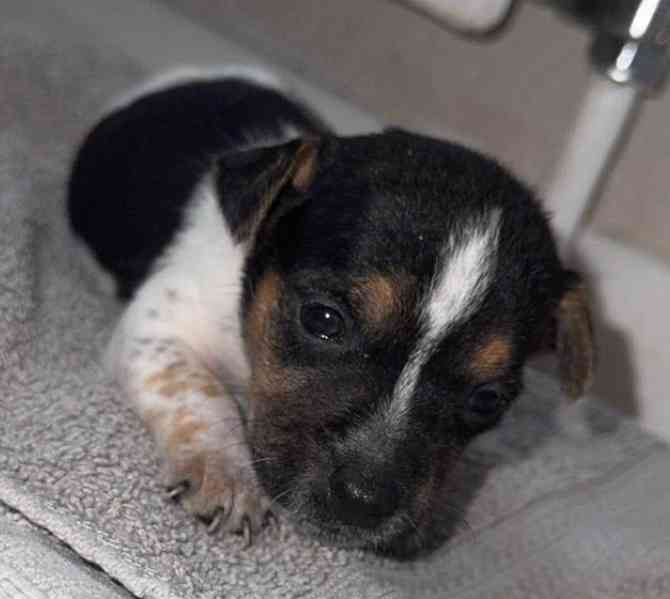 Štěňata jack russella hledají domov - foto 4