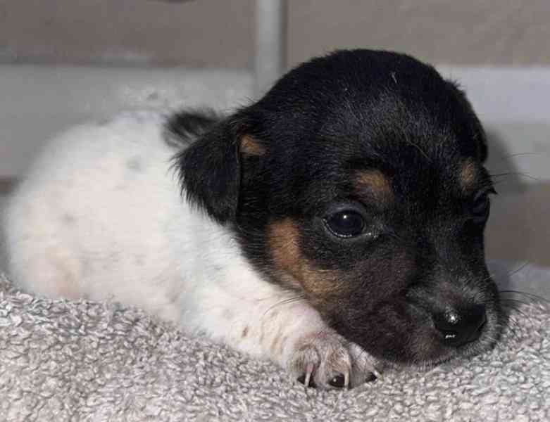 Štěňata jack russella hledají domov - foto 2