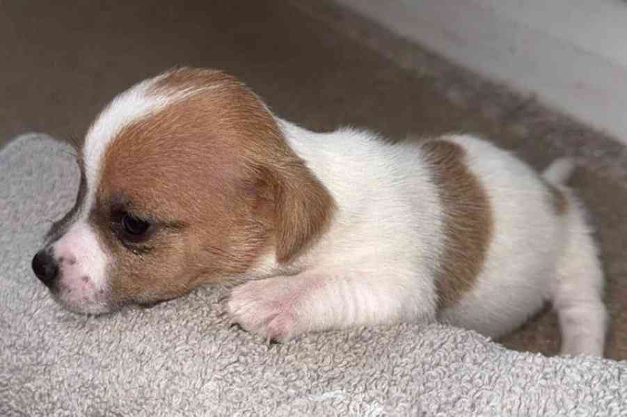 Štěňata jack russella hledají domov - foto 3